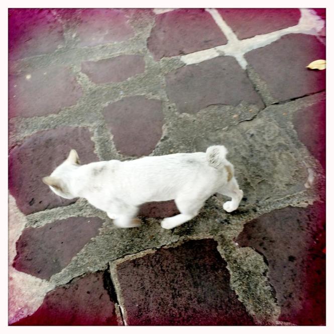 10563026_10152673892063482_654748377712712248_n