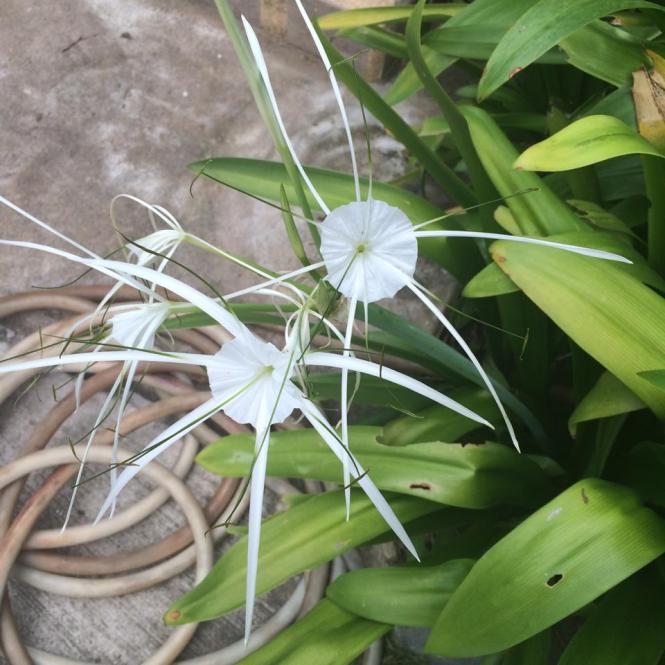 10609425_10152659653513482_2769214498028152448_n