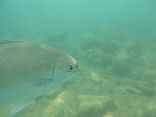 tumblr_ms53nlxlGD1rhrolgo1_540