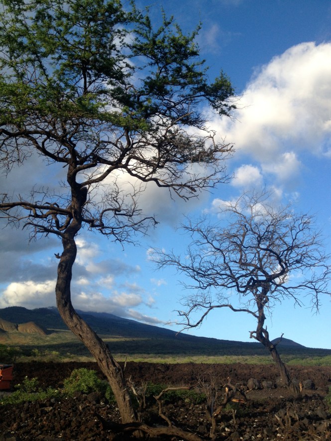 tumblr_ms6i08y0AN1rhrolgo3_1280