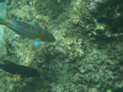 tumblr_ms6mjc4fol1rhrolgo10_250