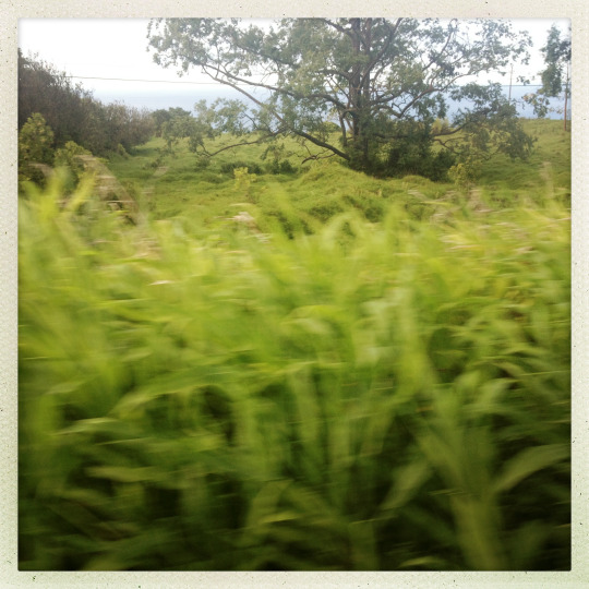 tumblr_msamaiRjVN1rhrolgo1_540