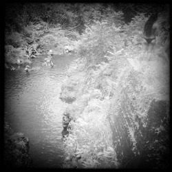 tumblr_msamlx5FlE1rhrolgo4_250