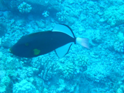 tumblr_msar8zZlIG1rhrolgo8_250