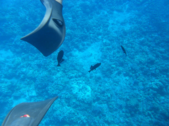 tumblr_msarxd8YIg1rhrolgo1_540