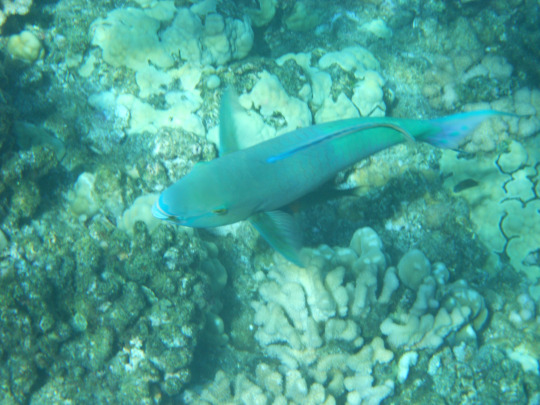 tumblr_msas0w4KZx1rhrolgo6_540