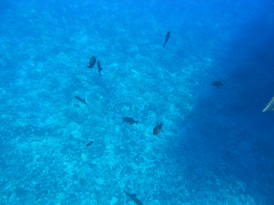 tumblr_msas4icPFF1rhrolgo1_540