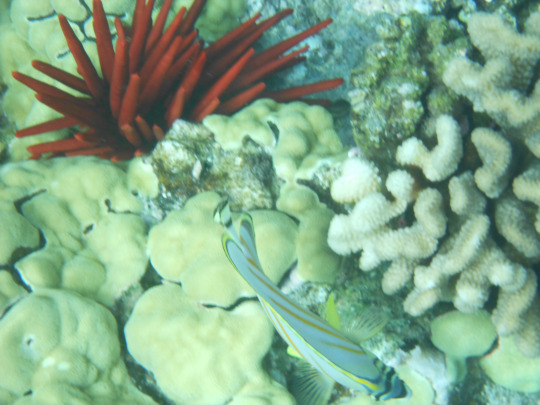 tumblr_msasn6vkjb1rhrolgo1_540