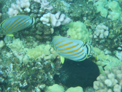 tumblr_msasn6vkjb1rhrolgo3_250