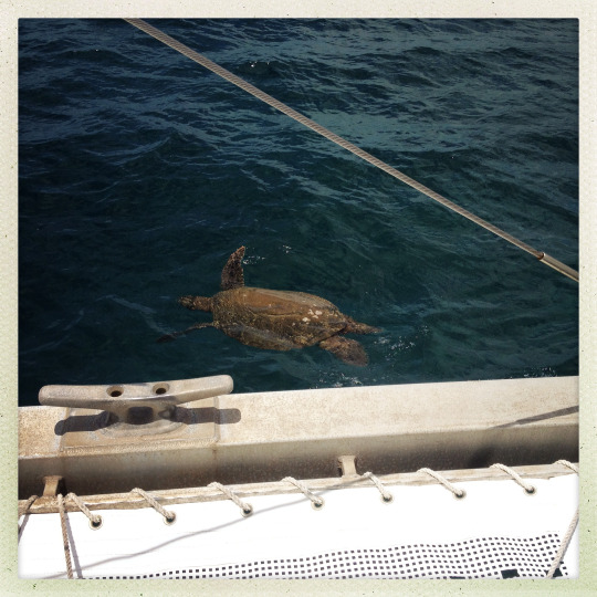 tumblr_mshuipoEXP1rhrolgo3_540