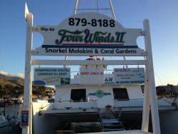 tumblr_mshuipoEXP1rhrolgo8_250