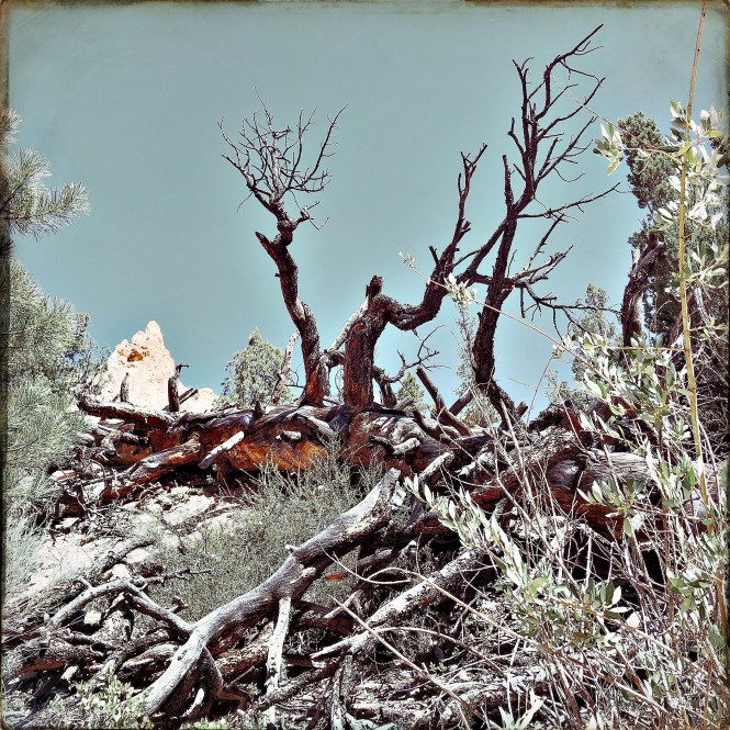 HipstamaticPhoto-556306023.699537