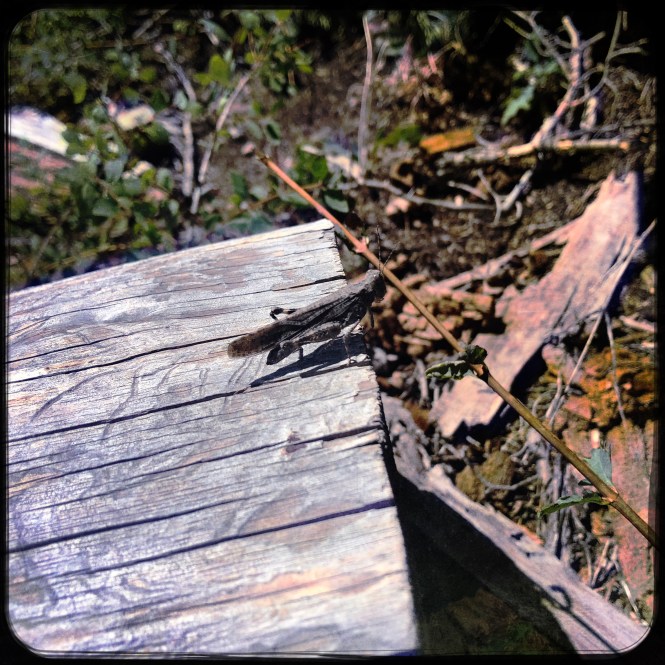 HipstamaticPhoto-556312664.152550