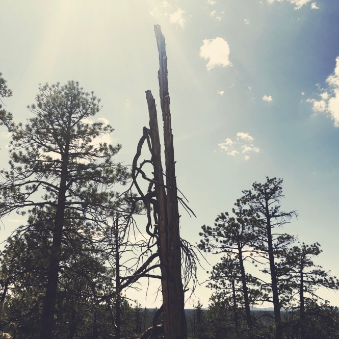 HipstamaticPhoto-556319171.740175