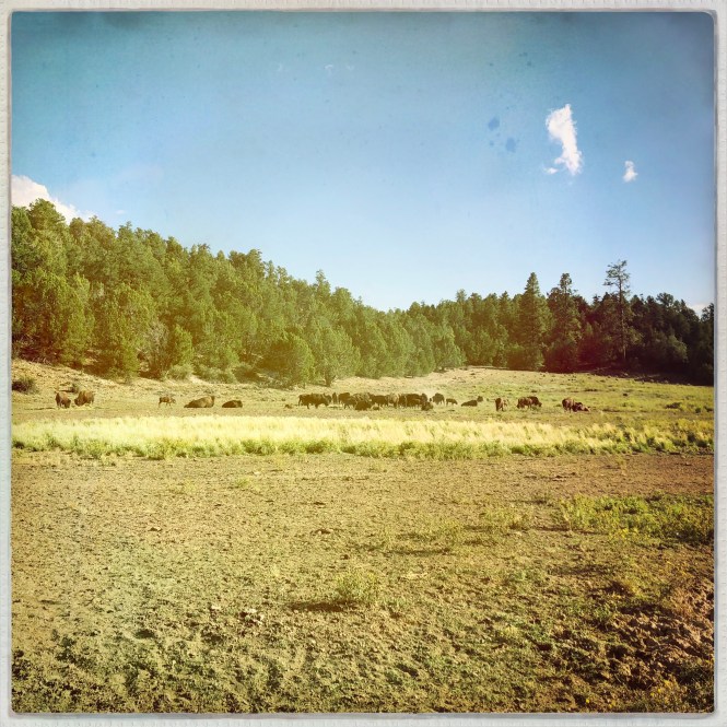 HipstamaticPhoto-556329850.926609