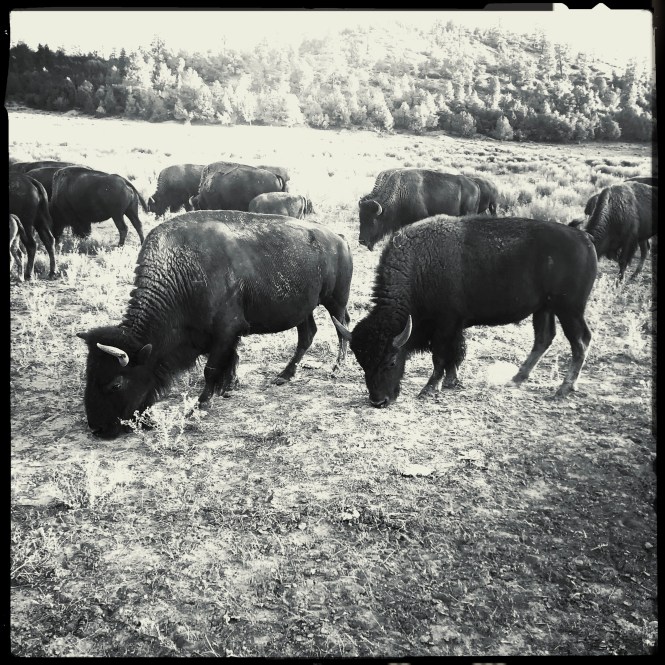 HipstamaticPhoto-556336788.640948