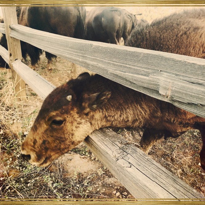 HipstamaticPhoto-556336966.835987