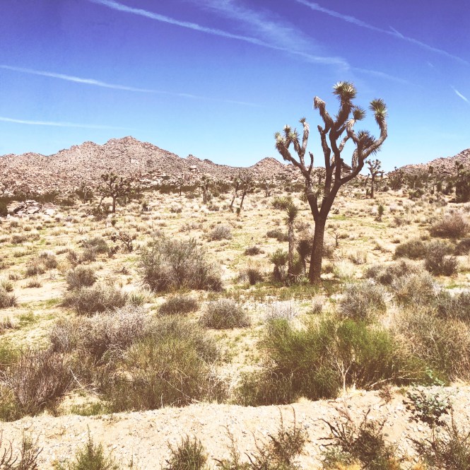 HipstamaticPhoto-556752386.782272