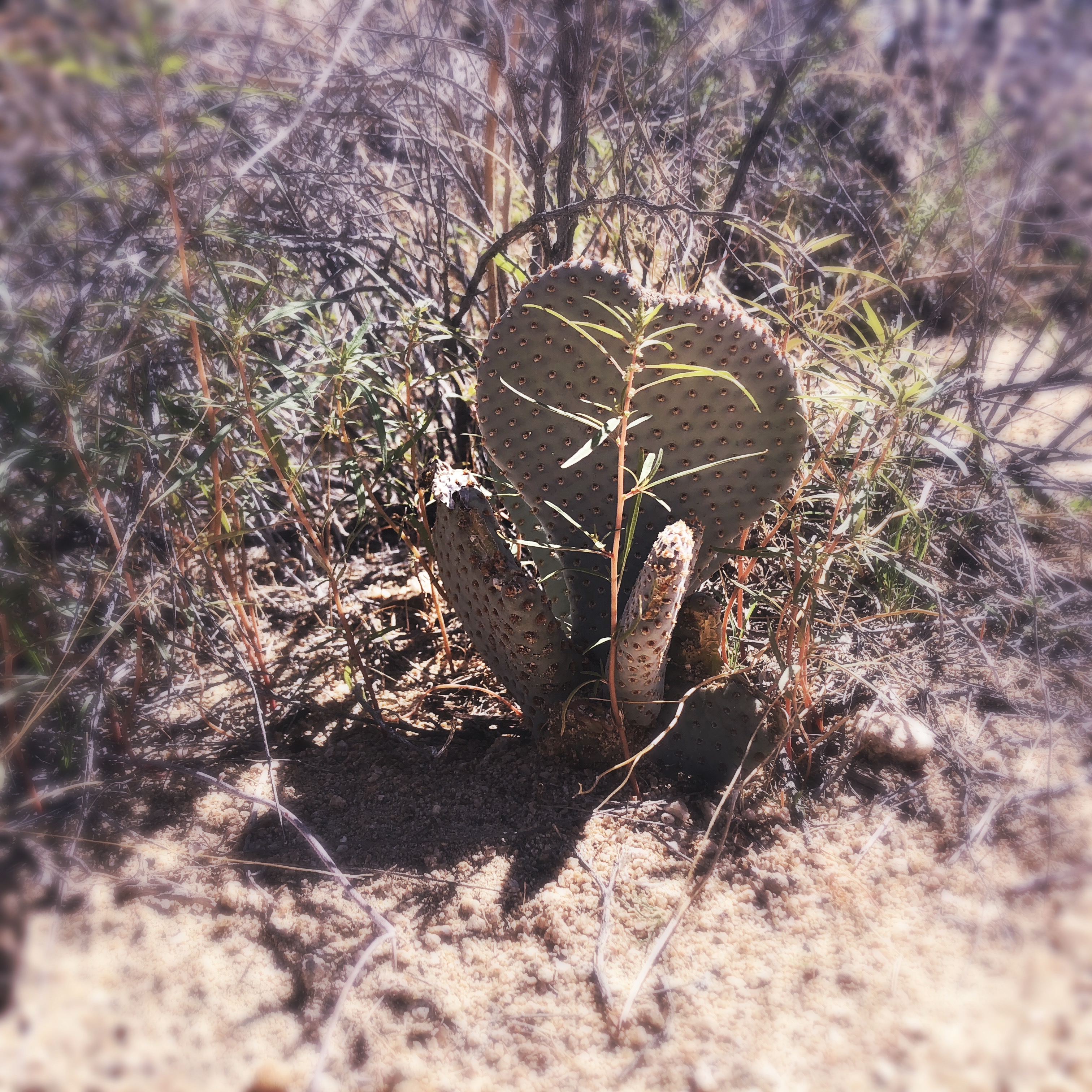 HipstamaticPhoto-556752824.620123