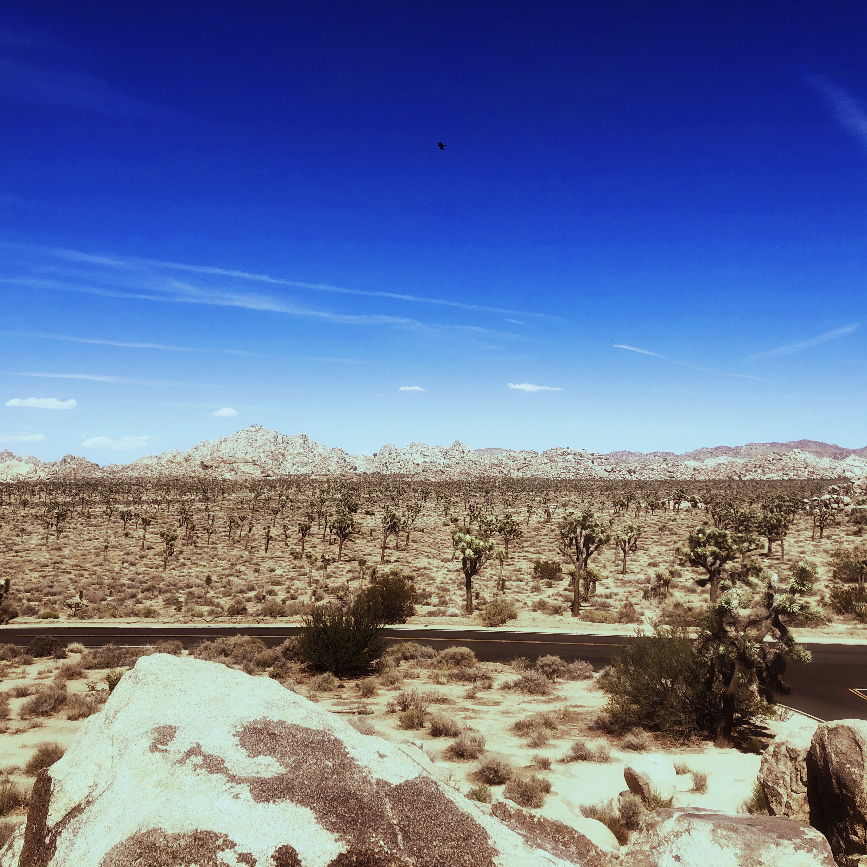 HipstamaticPhoto-556753898.432204