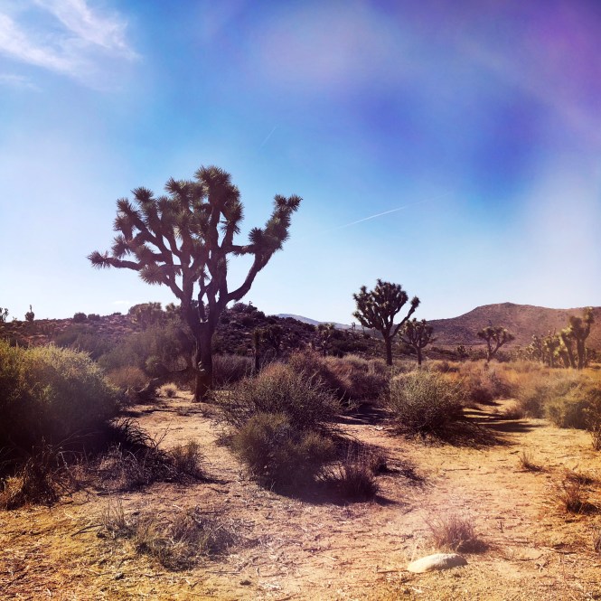 HipstamaticPhoto-556758986.764744