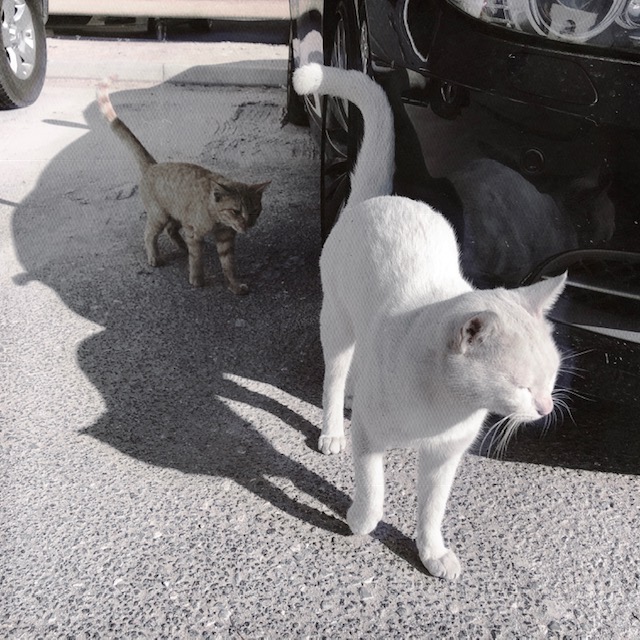 HipstamaticPhoto-565181050.989664